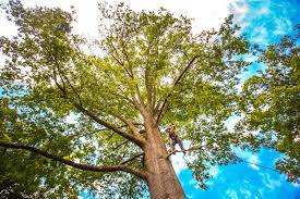 How Our Tree Care Process Works  in  Granite Falls, WA