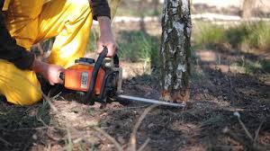 Best Tree Cabling and Bracing  in Granite Falls, WA