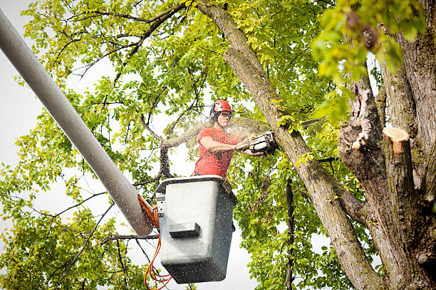 Best Hazardous Tree Removal  in Granite Falls, WA