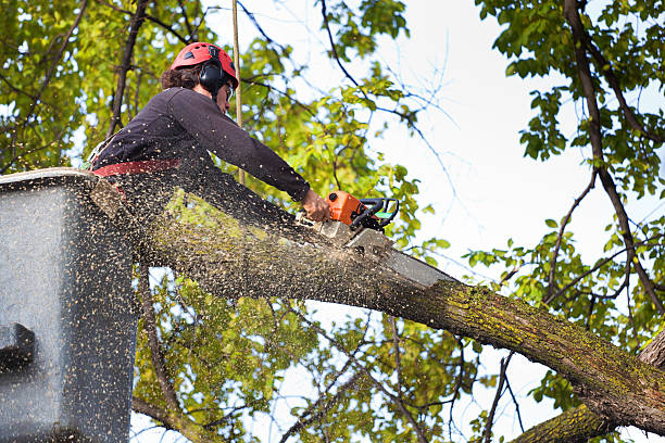 Best Emergency Tree Removal  in Granite Falls, WA