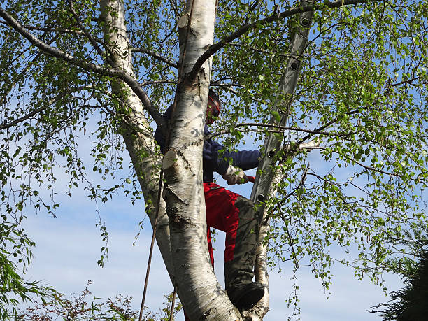 Best Tree Disease Treatment  in Granite Falls, WA